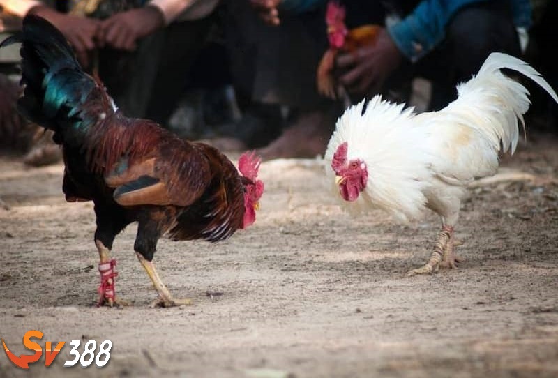 Lựa chọn giống gà phù hợp theo vảy Lựa chọn giống gà phù hợp theo vảy