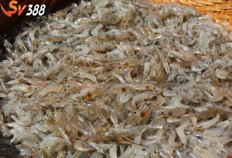Một số loại mồi tươi nên sử dụng khi cho gà ăn trước khi đá 1 tháng Một số loại mồi tươi nên sử dụng khi cho gà ăn trước khi đá 1 tháng