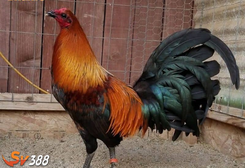 Quá trình huấn luyện giống gà Cao Lãnh Quá trình huấn luyện giống gà Cao Lãnh