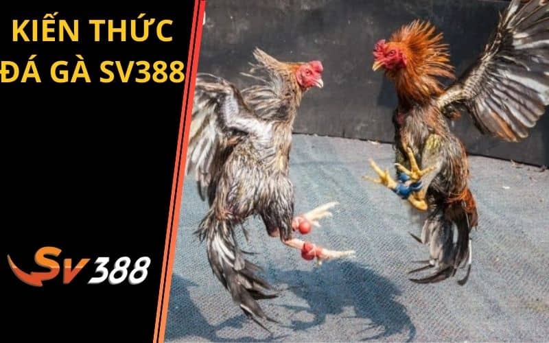 Tổng hợp các kiến thức đá gà được chia sẻ tại SV388 Tổng hợp các kiến thức đá gà được chia sẻ tại SV388